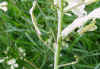 fleursfanes1.JPG (69678 octets)