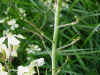 fleursfanes2.JPG (76856 octets)
