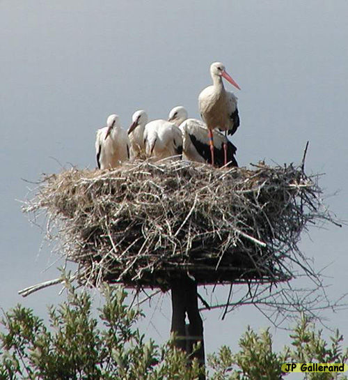 cigogne2.JPG