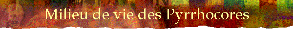 Milieu de vie des Pyrrhocores