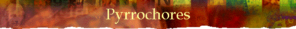 Pyrrochores