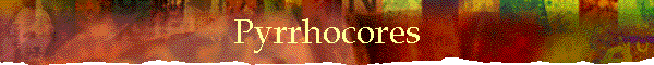 Pyrrhocores