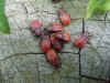 Mvc-873s.jpg (71723 octets)