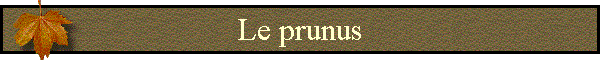 Le prunus