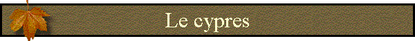Le cypres