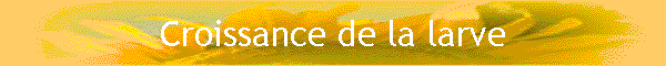 Croissance de la larve