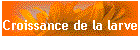 Croissance de la larve