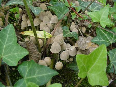 Champignon