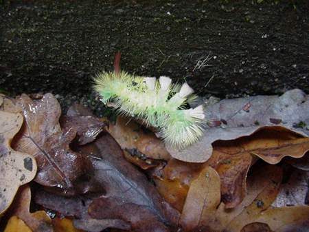 Chenille